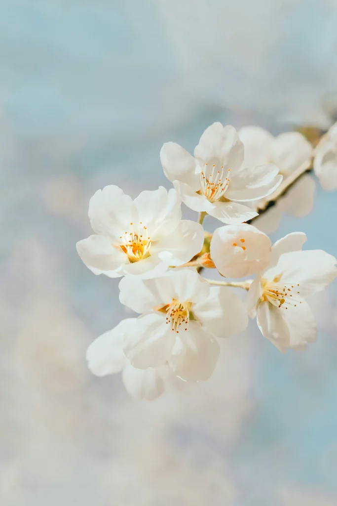 Gros plan sur une branche de cerisier aux délicates fleurs blanches en fleur.