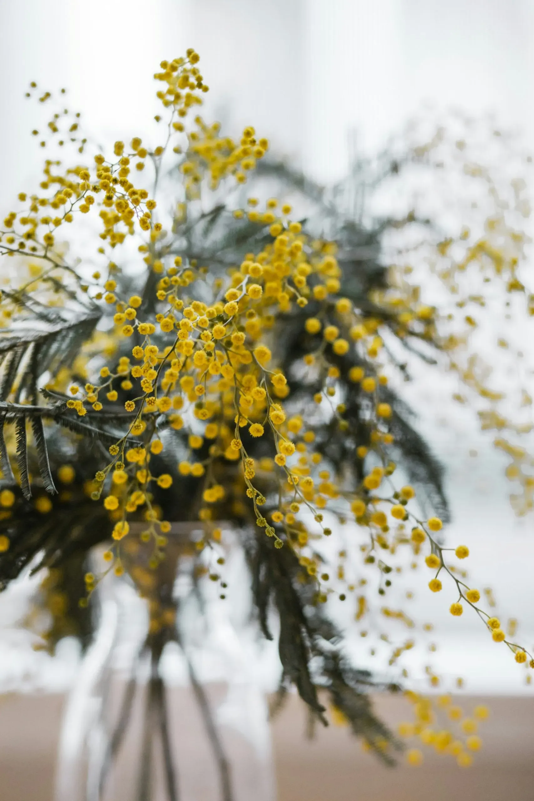Bouquet de mimosa jaune lumineux disposé élégamment dans un vase en verre.